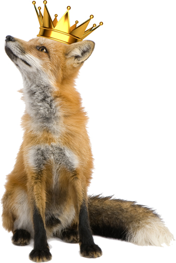 Royal Fox