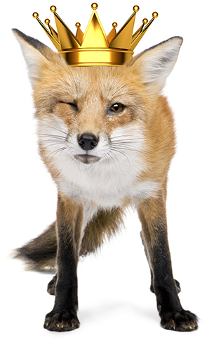 Royal Fox